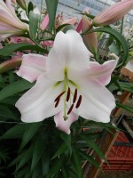 [5158 Revelation No02.JPG]